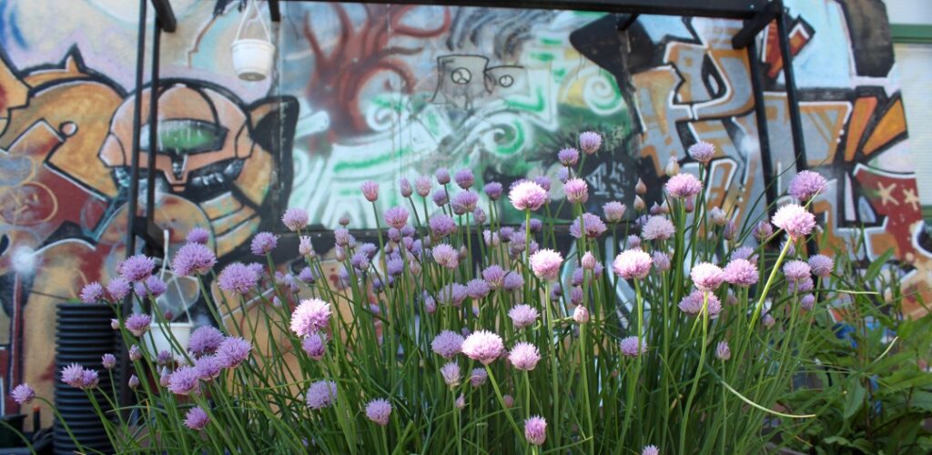 Kulttuuritalo Annis, graffiti