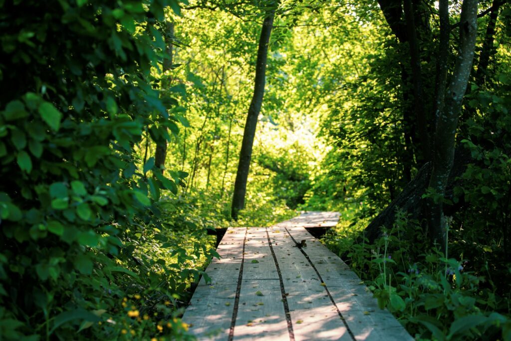 Wooden duckboards in the forest