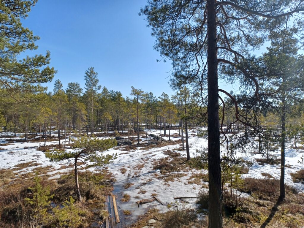 Onnenmetsän tekee retkiä luontokohteisiin.