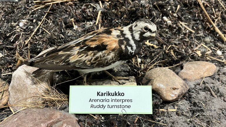 Karikukko-lintu Luontotalo Arkin näyttelyssä