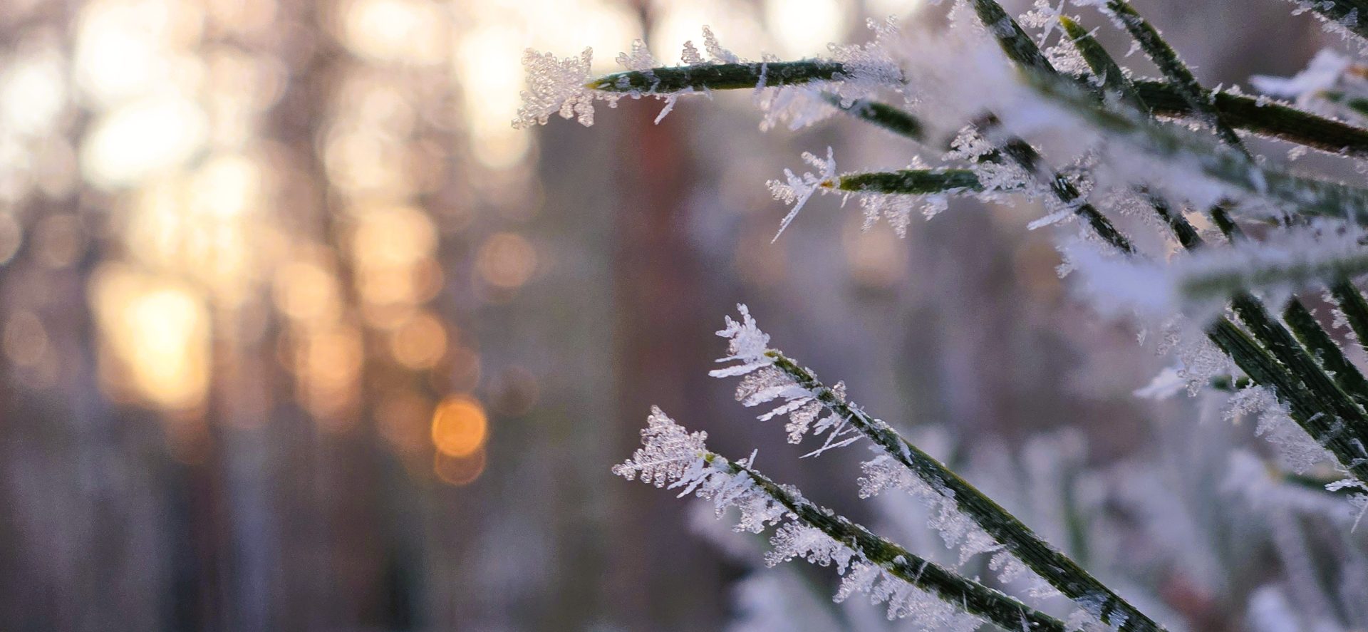 Kunnonlähde, kuvituskuva talvinen luonto.