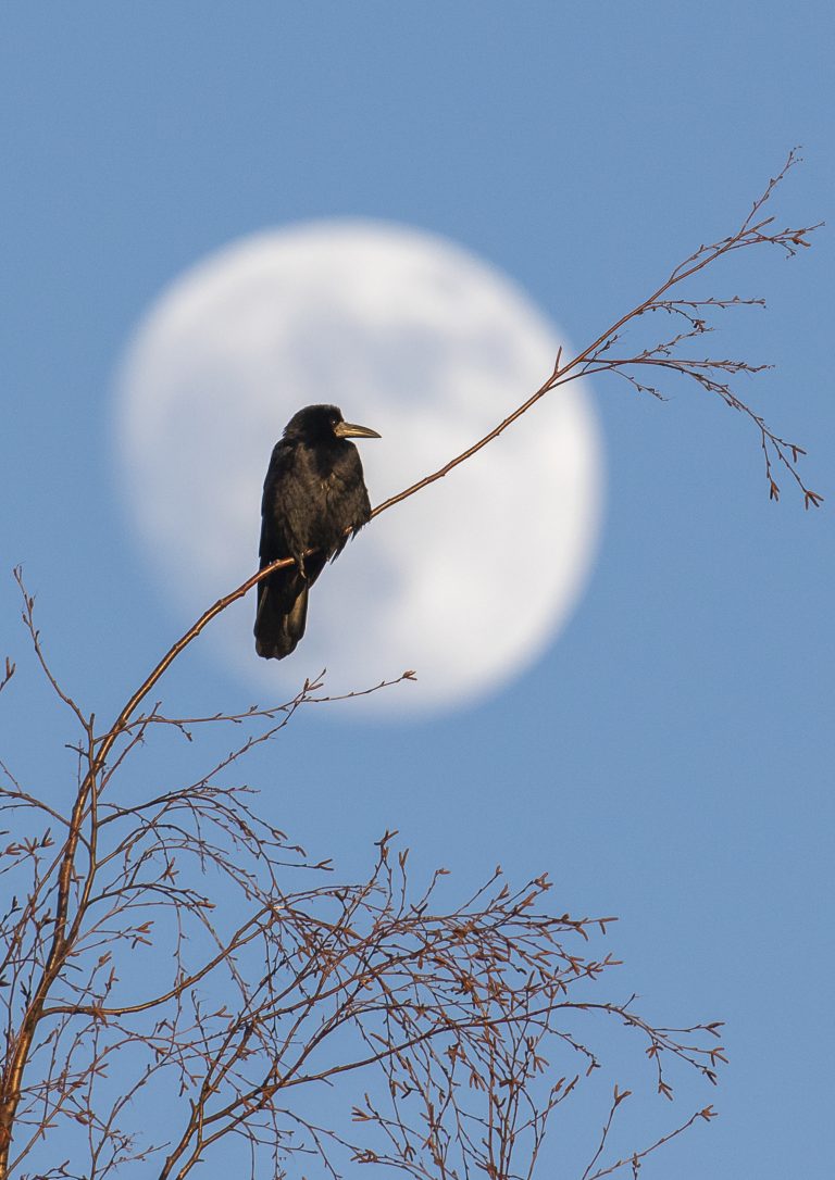 Porin kesäasukkaat -näyttelyn kuva mustavariista